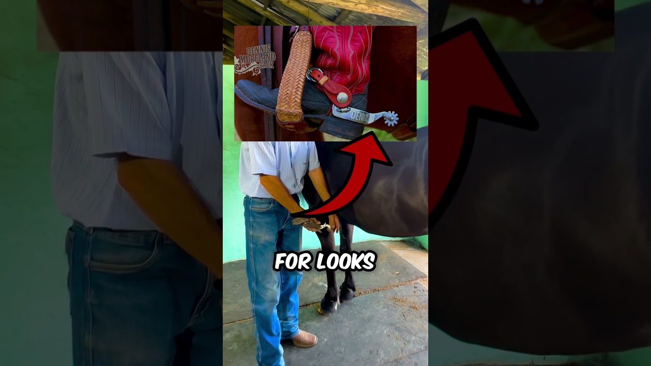 How Horse Spurs Work And Why They Are Safe! (📸: @ronaldokreusch/TT)