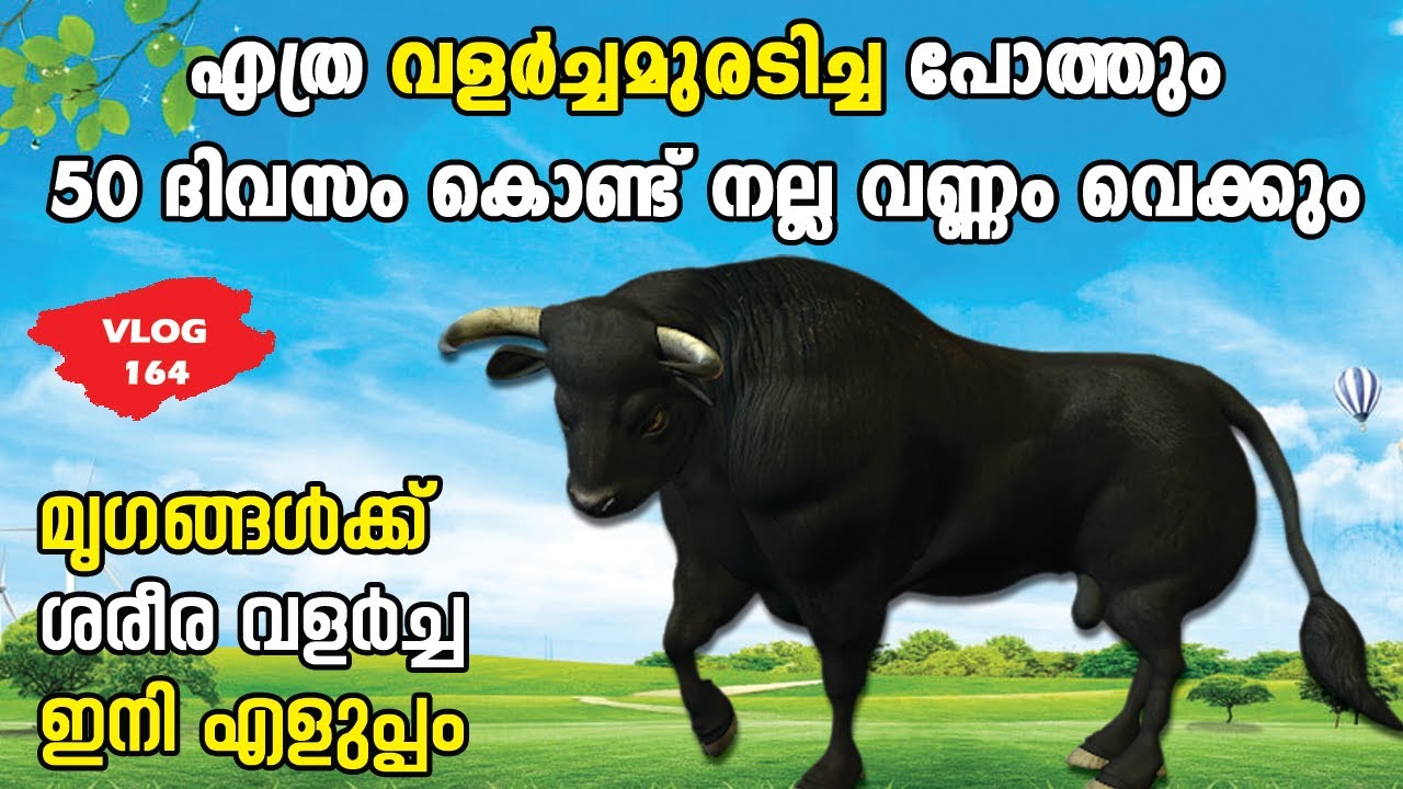 പോത്തിന് ശരീരഭാരം കൂട്ടാൻ ഒരു ഒറ്റമൂലി | 50 Days Result ഉറപ്പ് | 💯💯🔥🔥🐃🐃🐃🐃 | Biobloom Effect