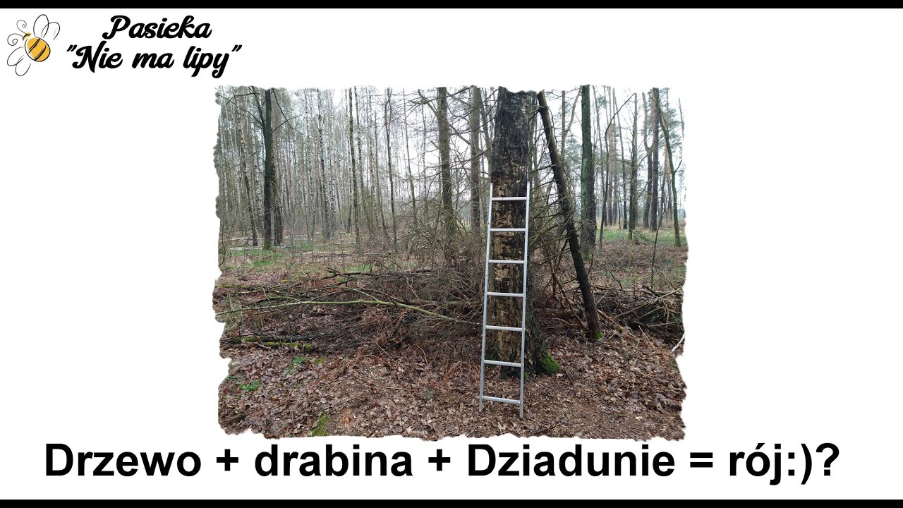 Kto ma pszczoły w lesie tego zawsze radość niesie:). Kilka obserwacji pasieczno - przyrodniczych.