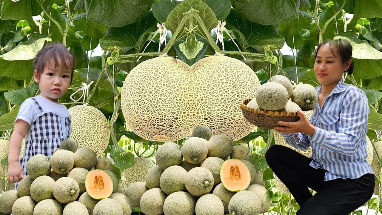 Melon Season: How to Harvest Melons on the Farm - Market - Garden - Cooking |  Phuc An Harvesting
