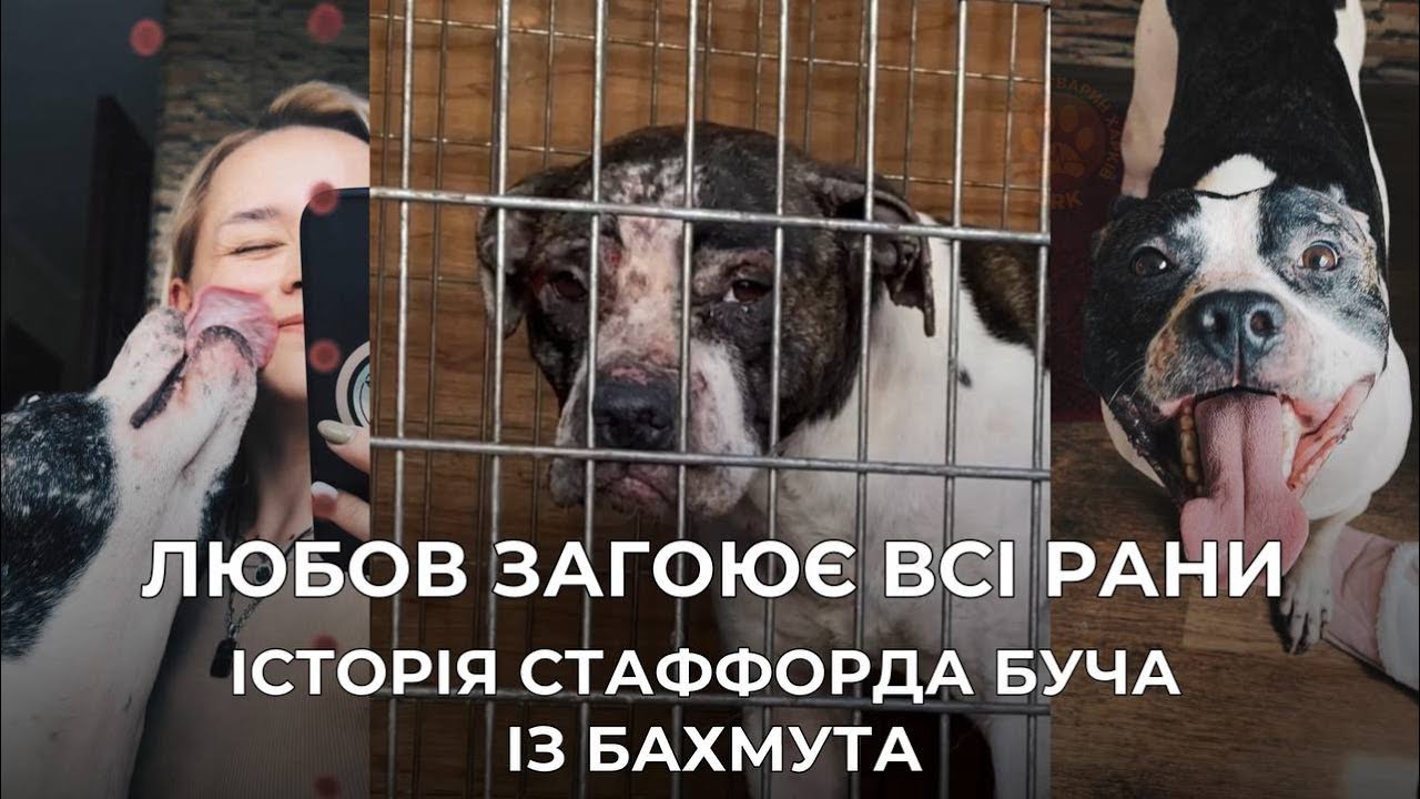 Любов загоює всі рани | Історія стаффорда Буча з Бахмута