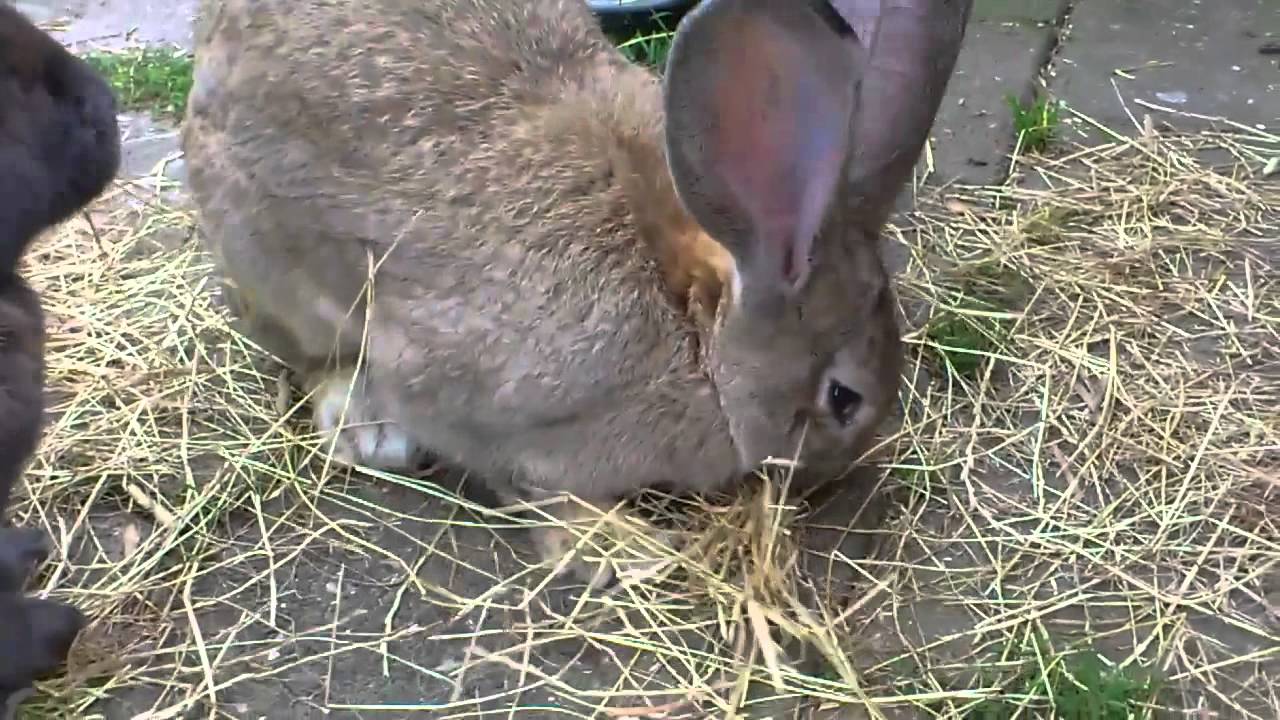 Flemish Giant going Crazy over the Hay