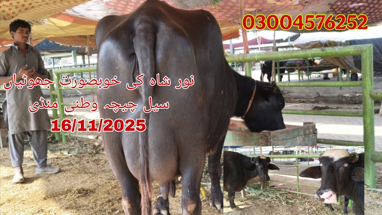 Noor shah ki top buffalo sale Okara Animal Tv 03004576252/16/11/2025/لوکیشن چیچہ وطنی مال منڈی 