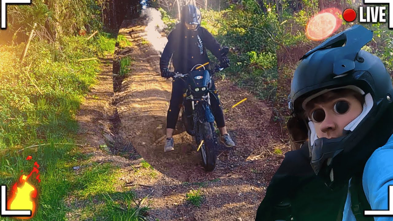 4 moustiques dans des chemins
