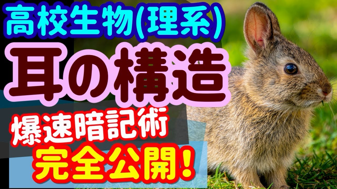 【高校生物 51】受容器【耳の構造(概要編)】を宇宙一わかりやすく