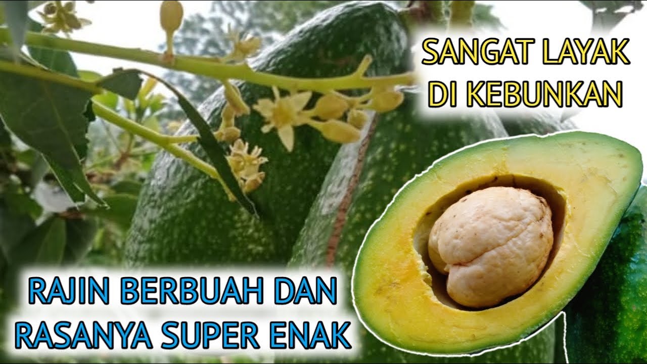 REVIEW ALPUKAT LOKAL BANTAENG, SANGAT RAJIN BERBUAH DAN RASANYA SUPER ENAK❗