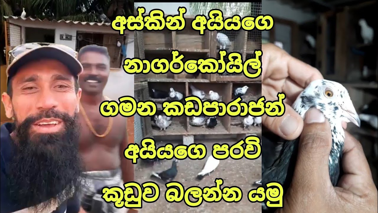 අස්කින් අයියගෙ නාගර්කෝයිල් ගමන කඩපාරාජන් අයියගෙ පරවි.  Pigeon in Nagercoil
