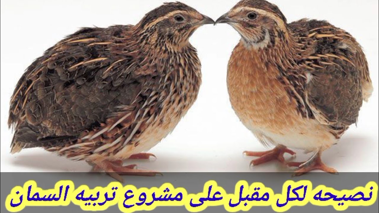 نصيحه لكل مقبل على تربية السمان في المغرب 