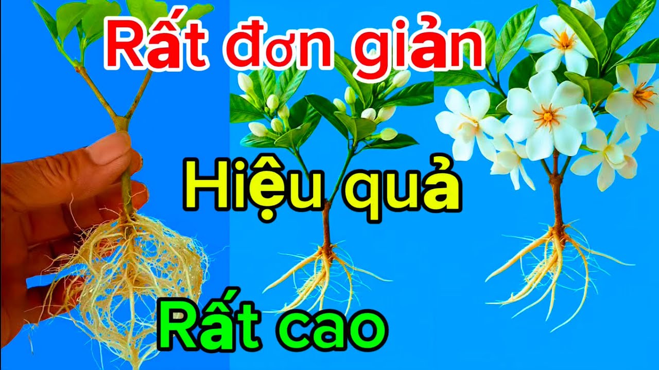 Tự làm Thuốc kích rễ tại nhà giâm cành gì cũng ra rễ 100%