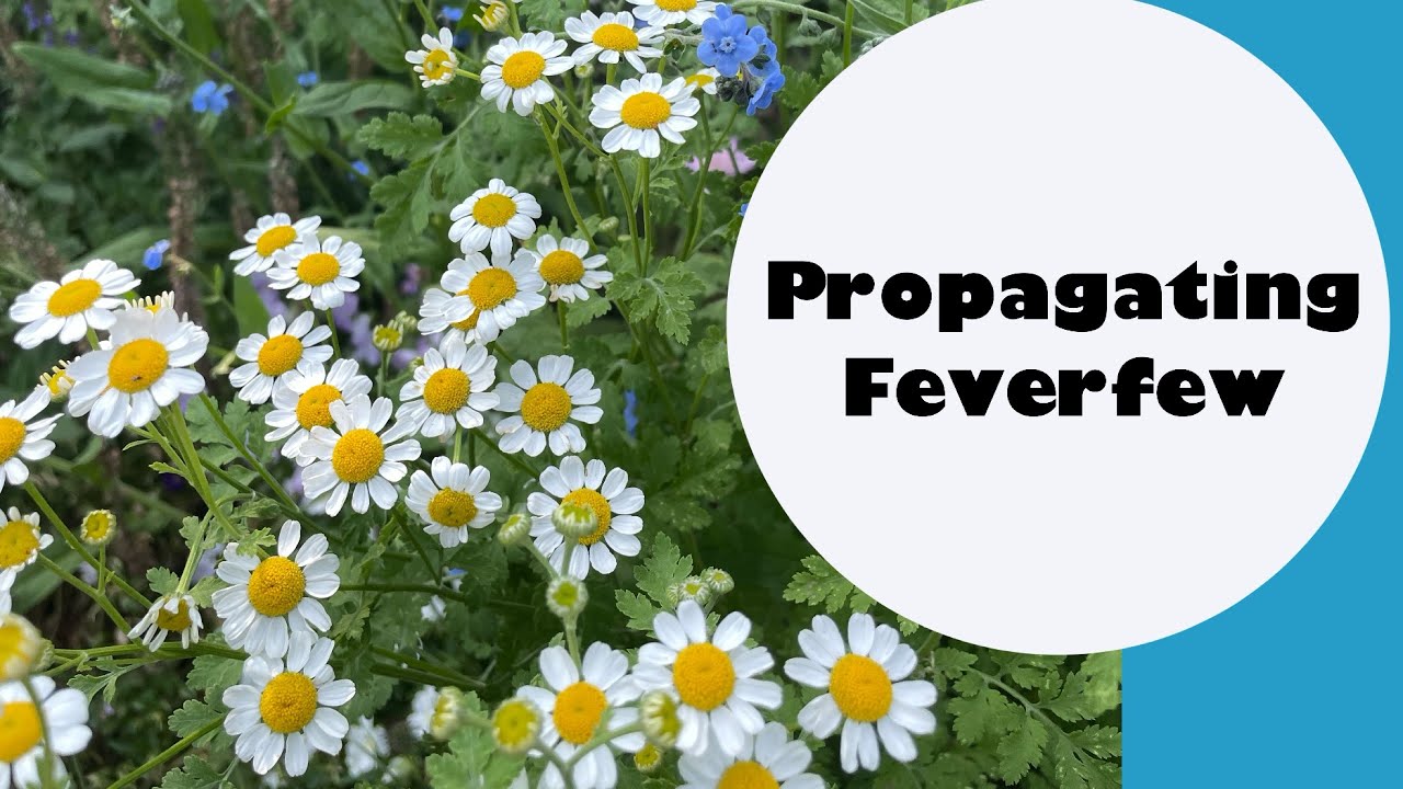 How to Propagate Feverfew : unbelievably easy method