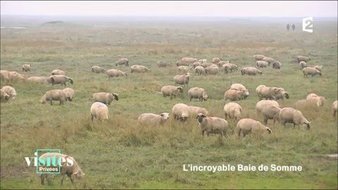 Les moutons des prés salés - Visites privées