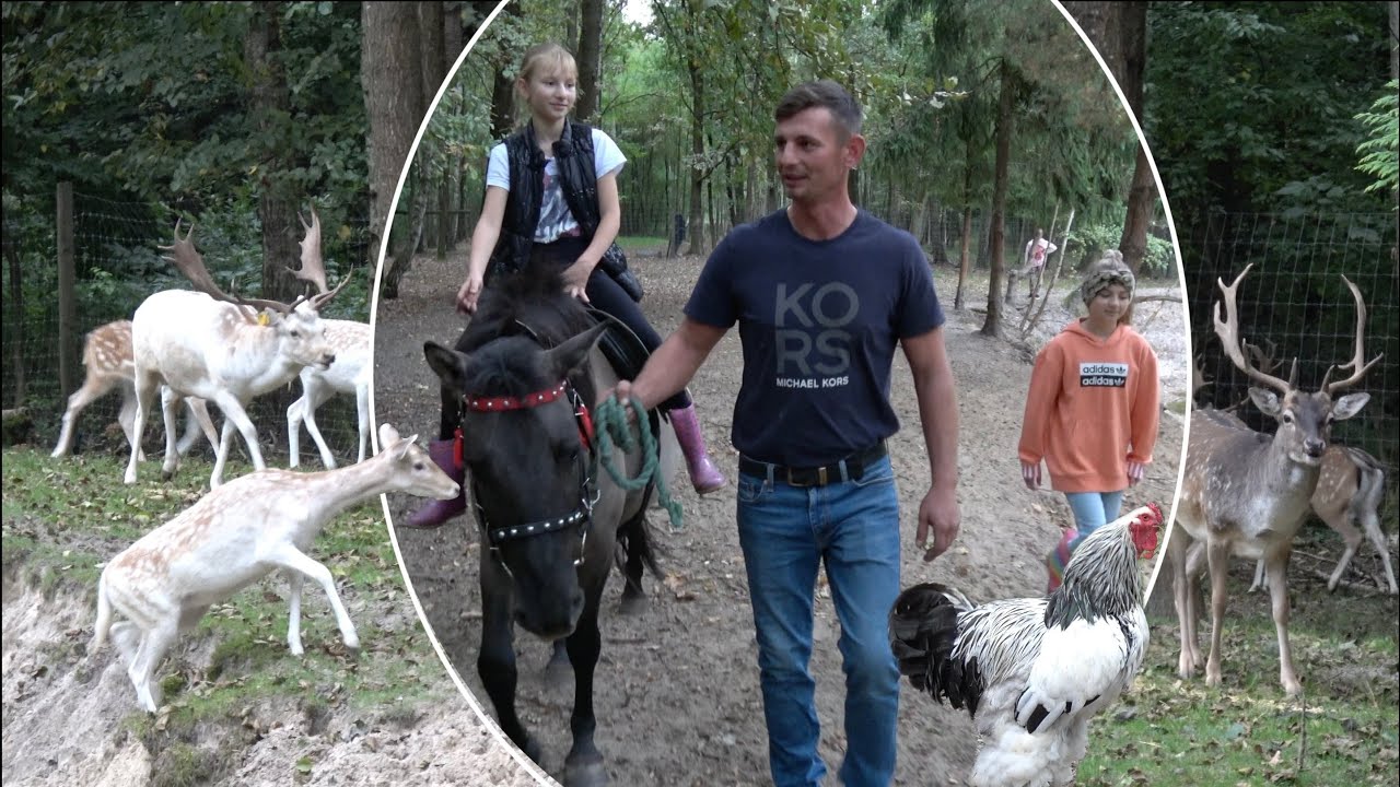 Konie, Daniele, Drób Ozdobny i wiele innych u p. Kamila Lesiczka