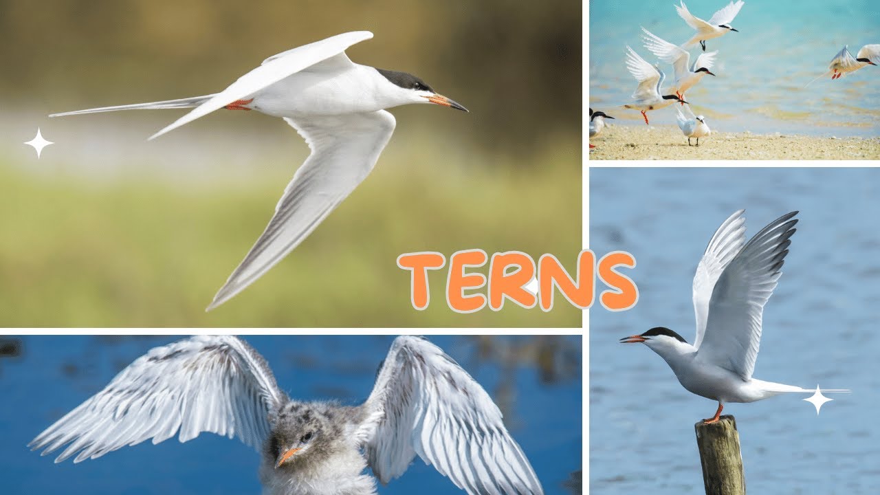 TERNS