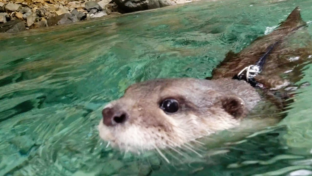 Все из нас проводит неторопливое время на реку кемпинге [Жизнь Выдры- День 347]