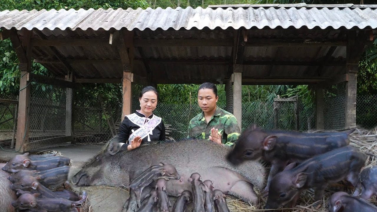Result after 3 years - the mother wild boar gave birth - CEO quickly built a separate pen for it 