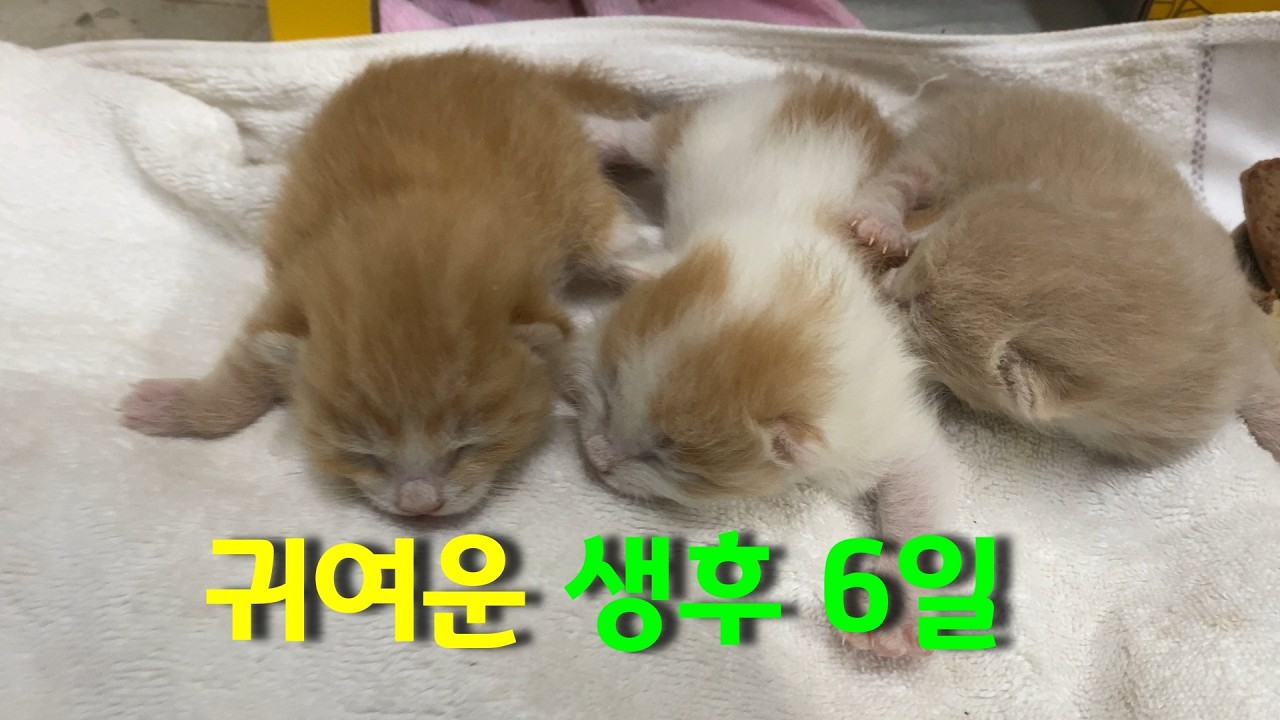 우리집에서 태어난 새끼 길냥이 성장일기#고양이 #cat #cute #길고양이
