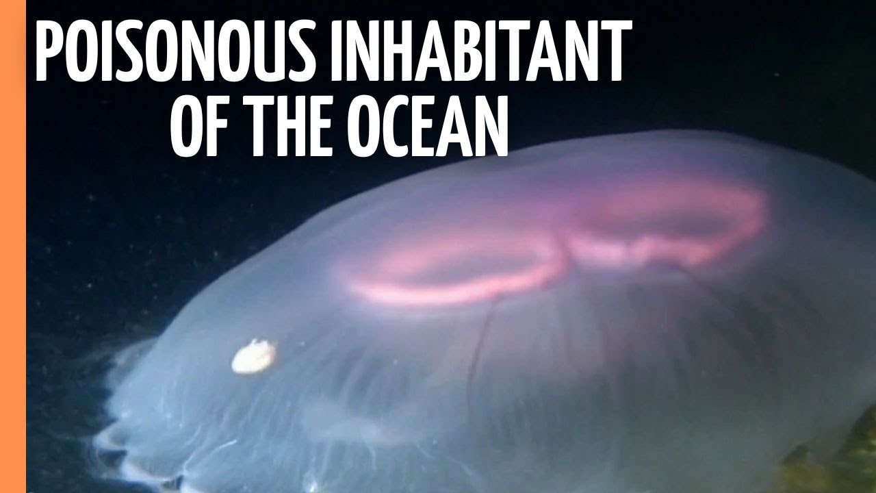 Poisonous inhabitant of the ocean: The jellyfish | Full Documentary