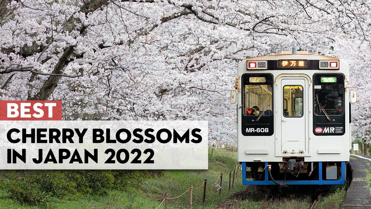 Japan's Most Beautiful Cherry Blossoms in 2022