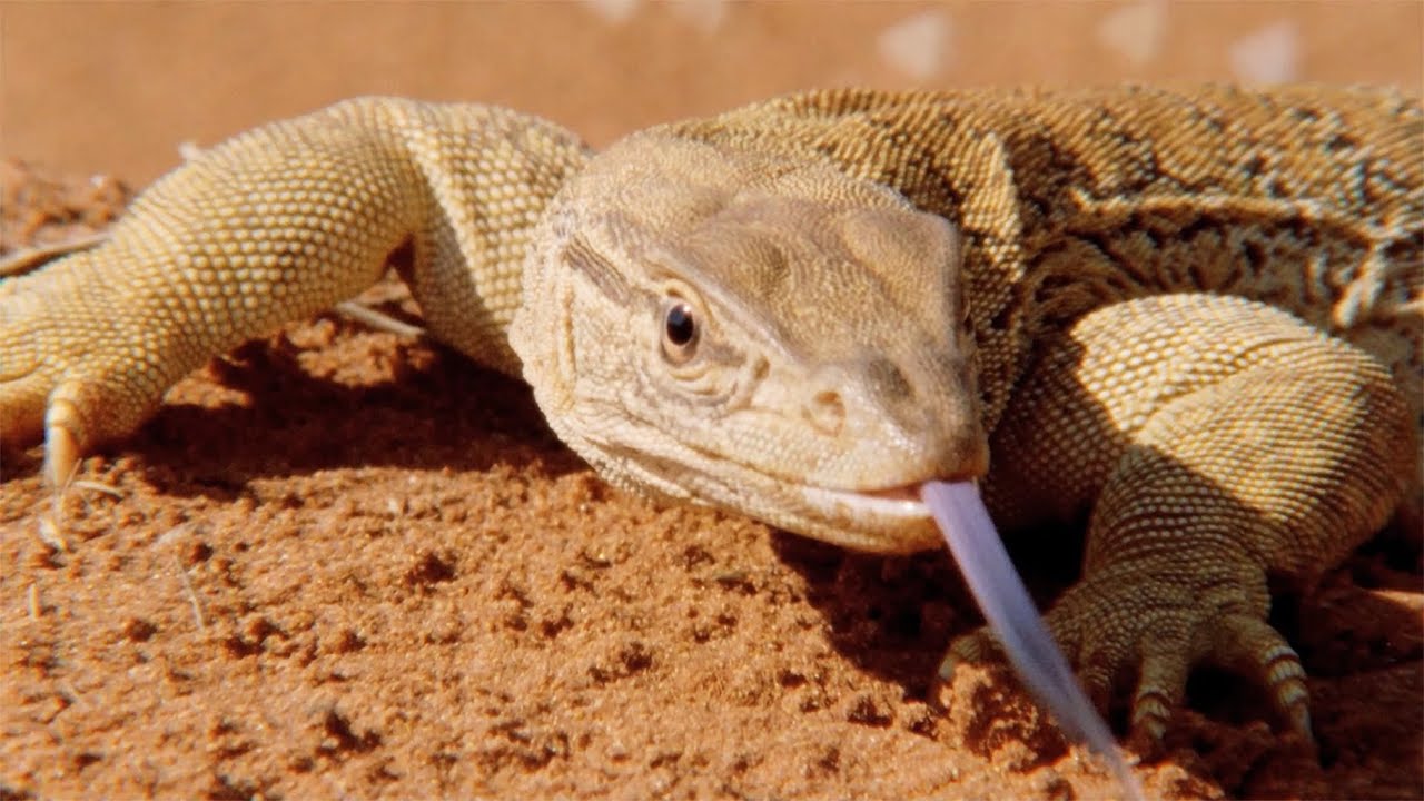 WILDEST AUSTRALIA | Wildlife Dominating The Desert | 4K