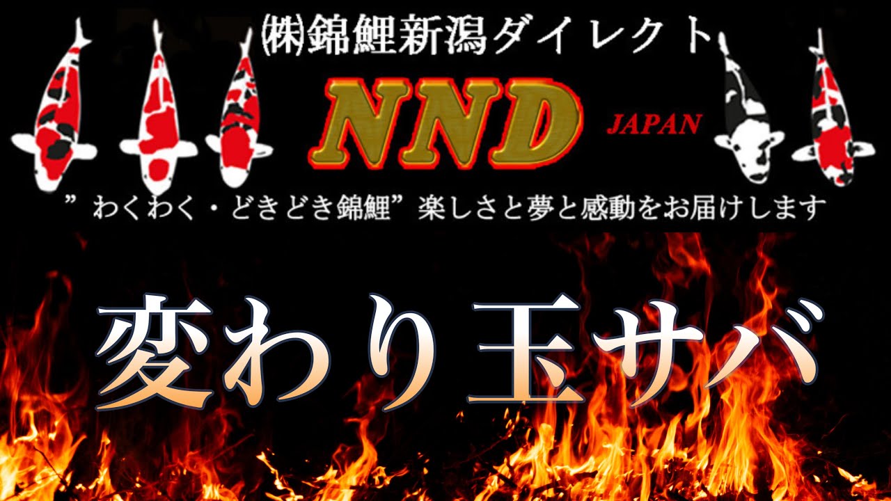 【NND産】上物放出!! 変わり玉サバをお値打ちに通信販売!! 【玉煩】