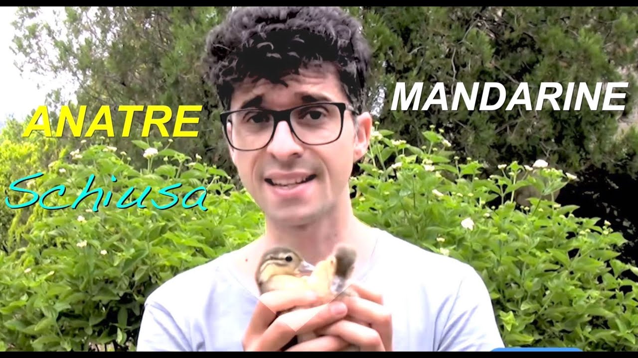 Stupenda Schiusa Pulcini Di Anatre Mandarine