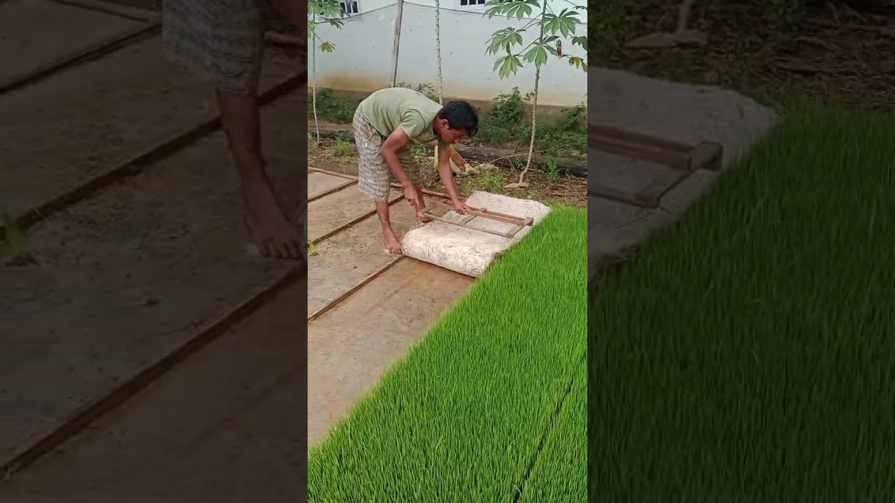 Persemaian padi sawah 