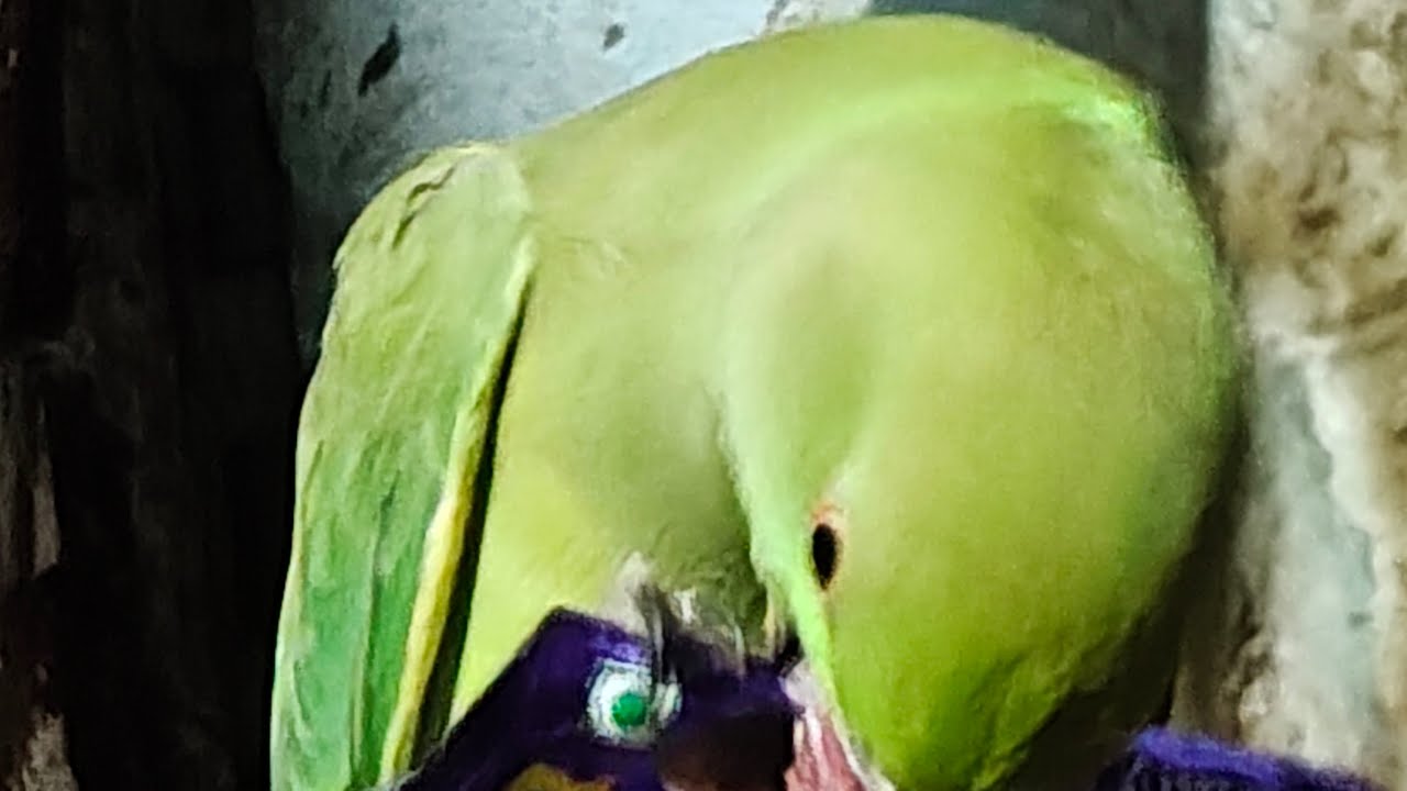 Ringneck parrot live stream