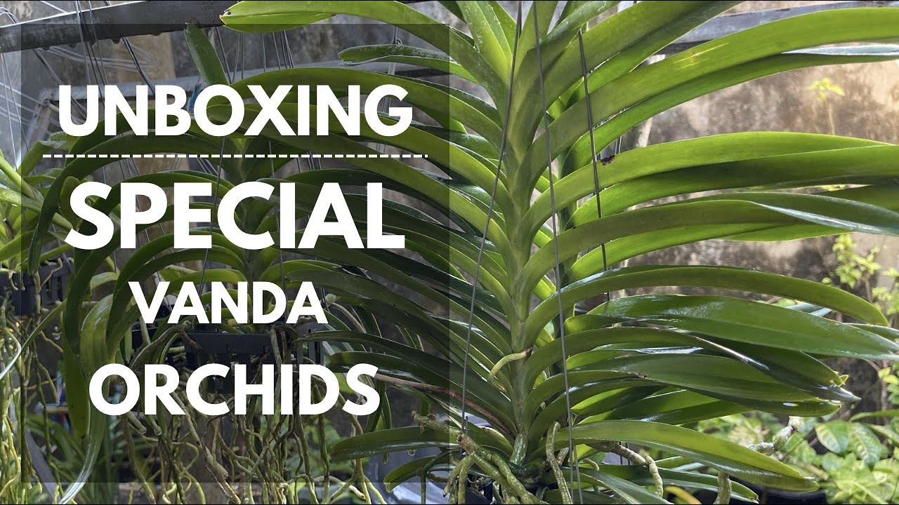 UNBOXING SPECIAL VANDA ORCHIDS FROM GBO | Mikel Awitan