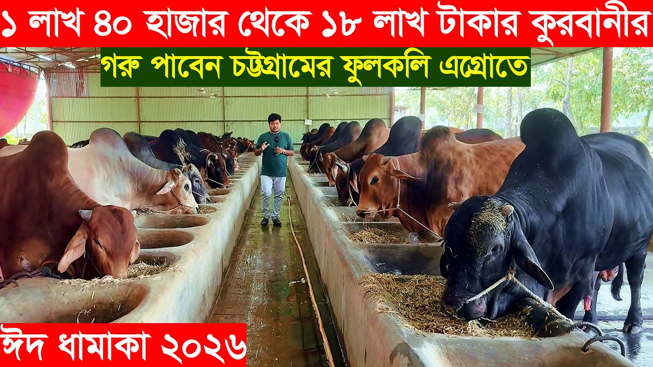 2026 ঈদে চট্টগ্রামের ফুলকলি এগ্রোতে ১ লাখ ৪০ থেকে ১৮ লাখ টাকা পর্যন্ত কুরবানীর ছোট বড় গরু পাবেন