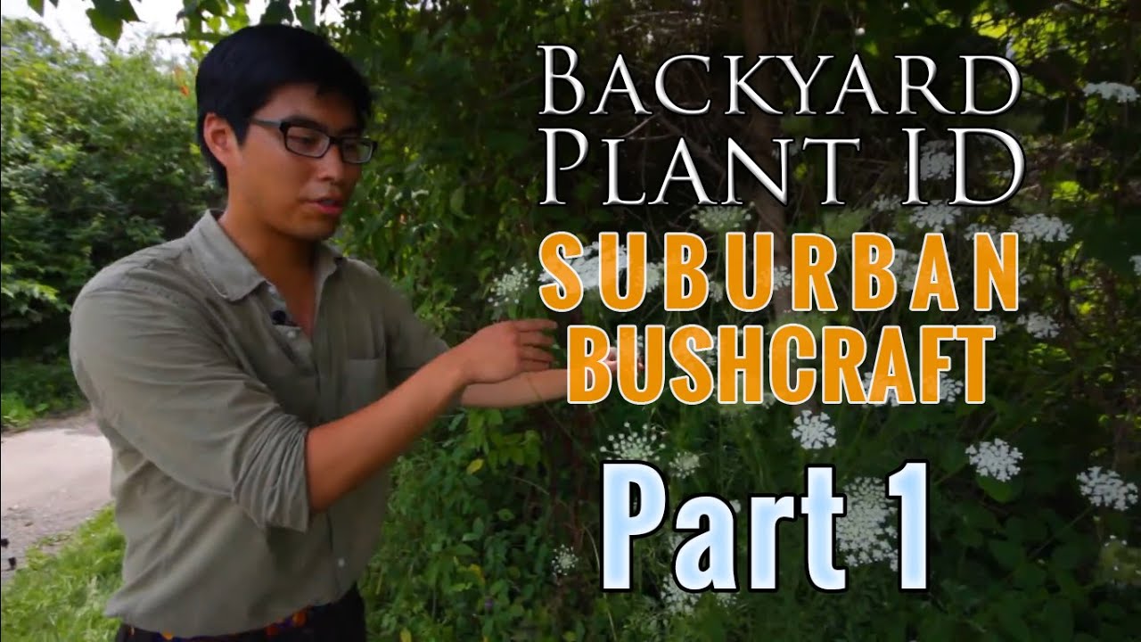 Backyard Plant ID | Part 1/3 | How to Identify Edible and Useful Bushcraft Plants in the Summer