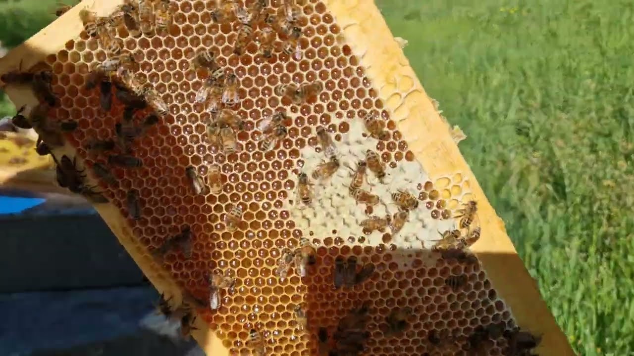 Apicoltura 2025: come si fa il miele?