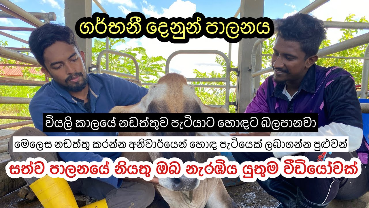 ගර්භනී කිරි දෙනුන් පාලනය🐄/Management Of Pregnant Cattles 🐄🐮#livestock #dairfarming #dairy #agro