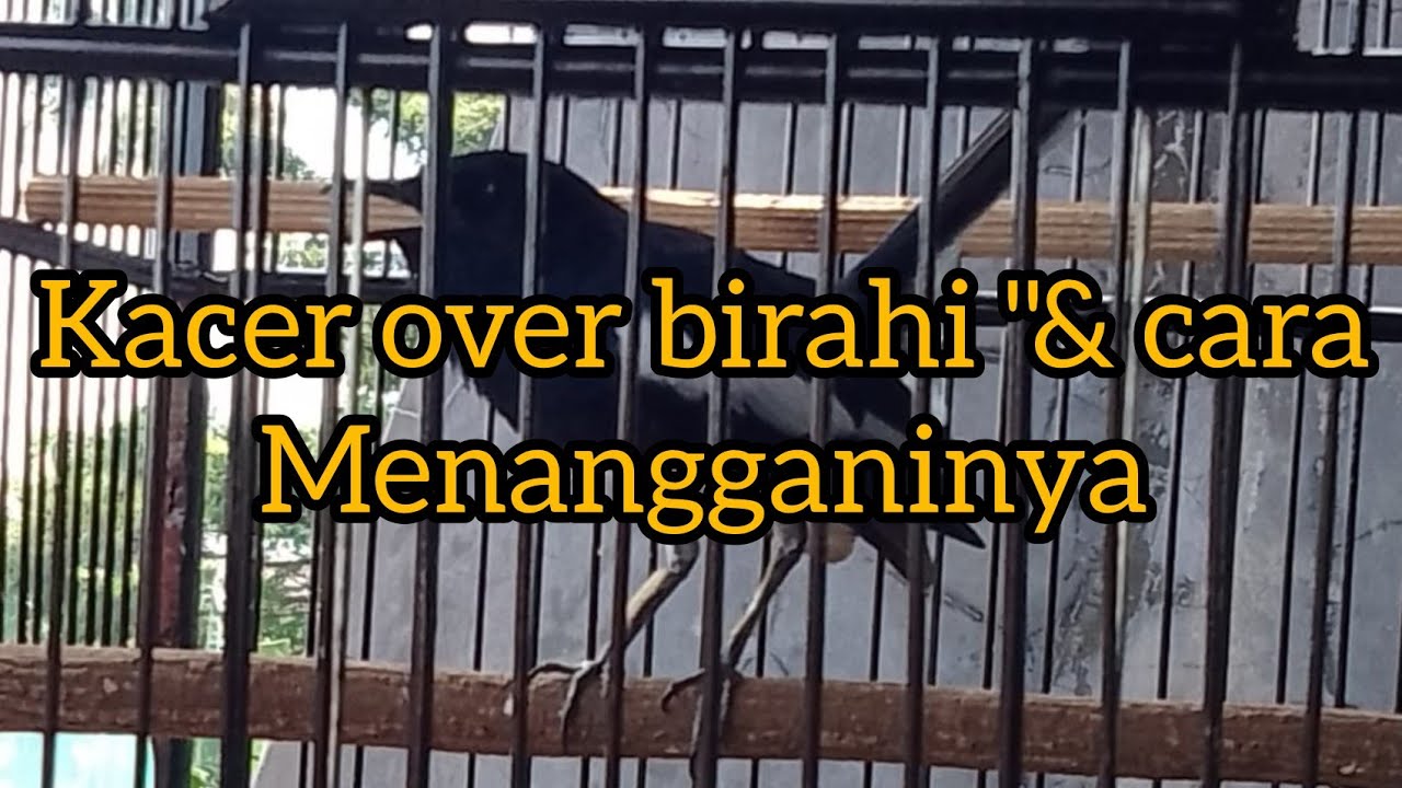 tanda tanda Kacer over birahi