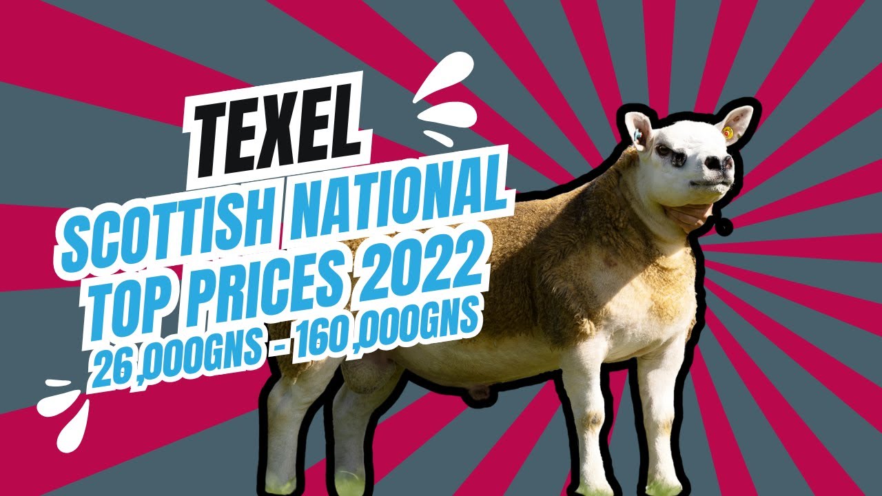 Scottish National Texel Sale 2022 Top sellers 26,000gns to 160,000gns