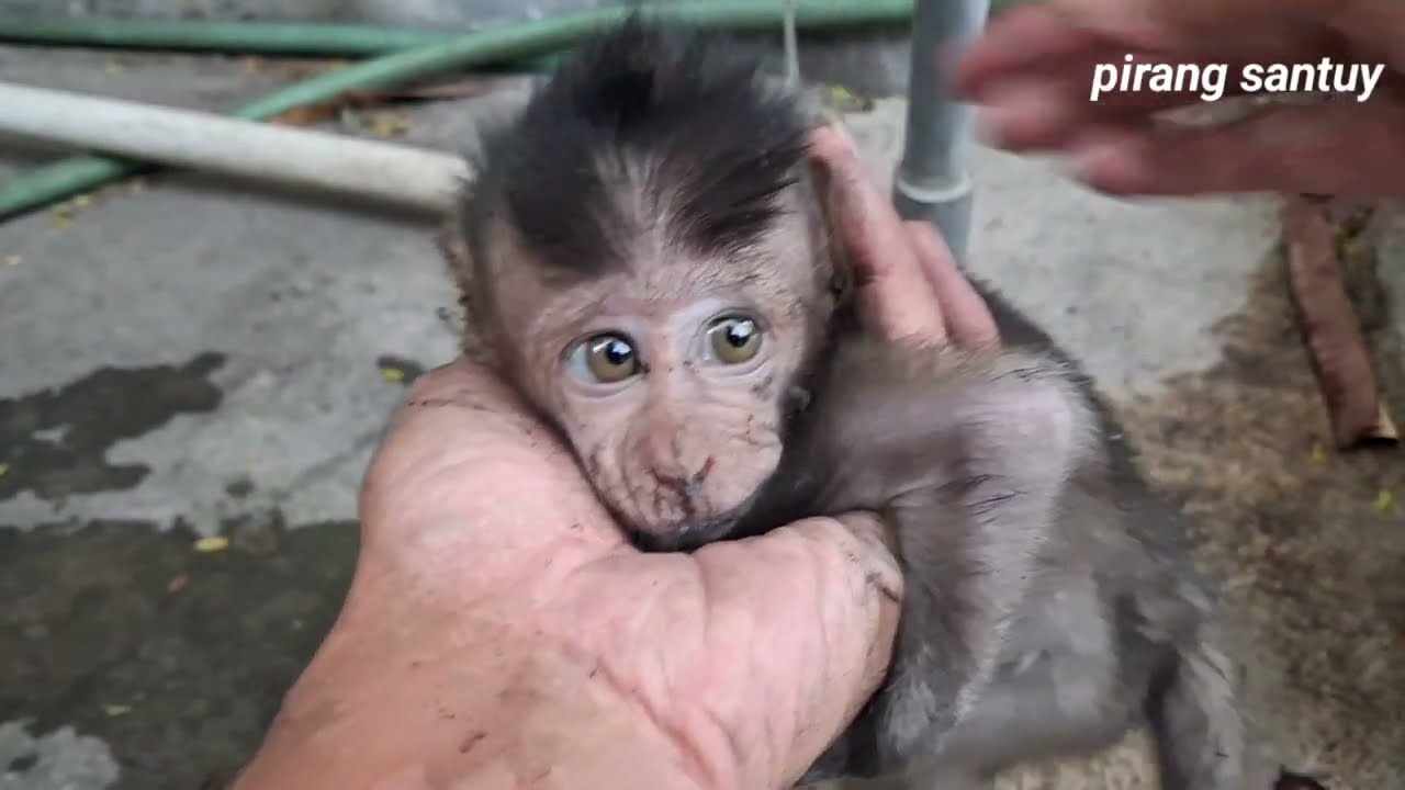 bath baby monkey 