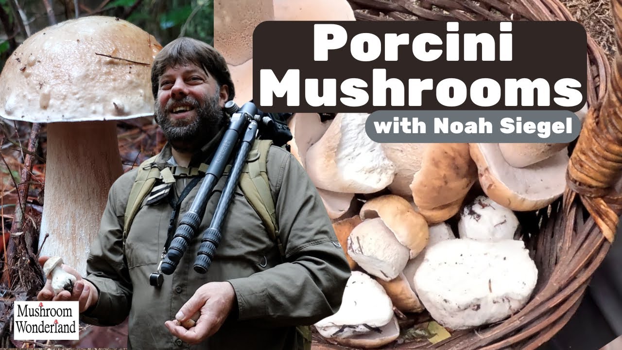 Wild Porcini Mushrooms with Noah Siegel