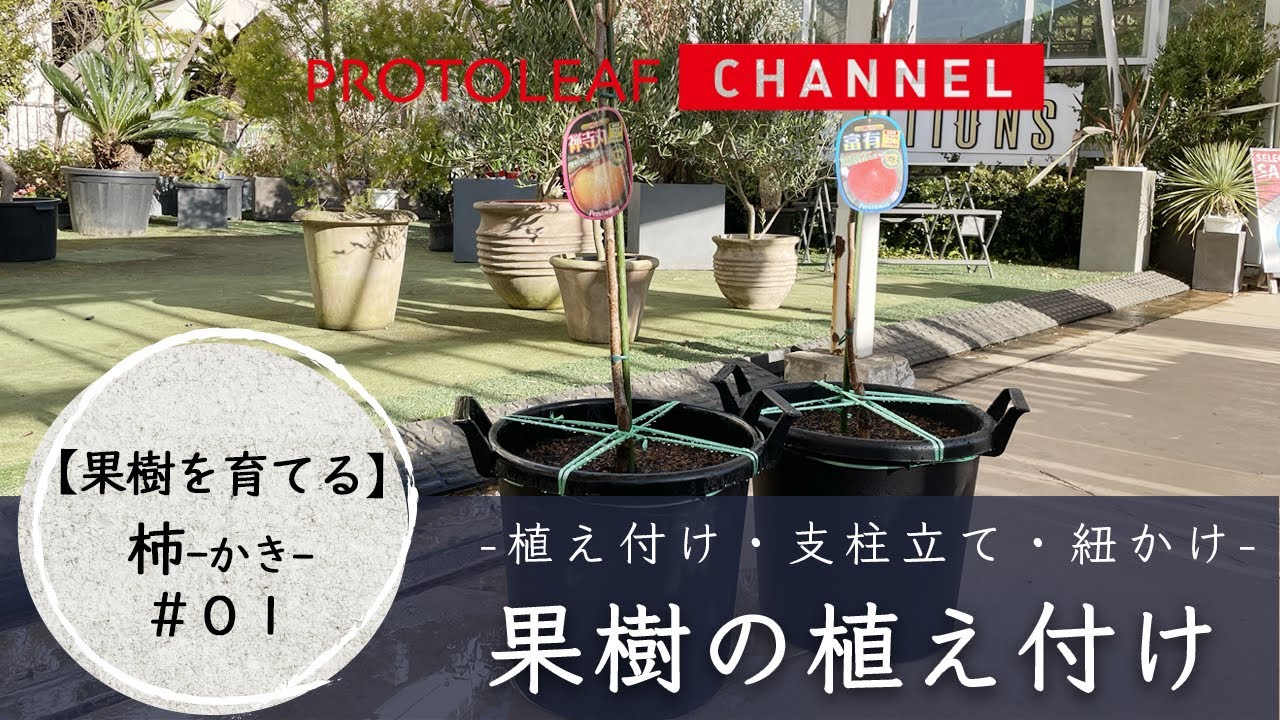 【果樹を育てる#01】柿の苗木の植え付け   -植え付け・支柱立て・紐かけ-