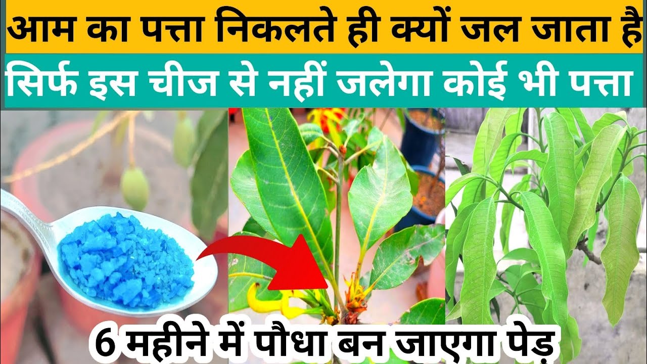 आम का पत्ता निकलते ही क्यों जल जाता है | सिर्फ इस चीज से नहीं जलेगा कोई भी पत्ता | Mango Plant Care