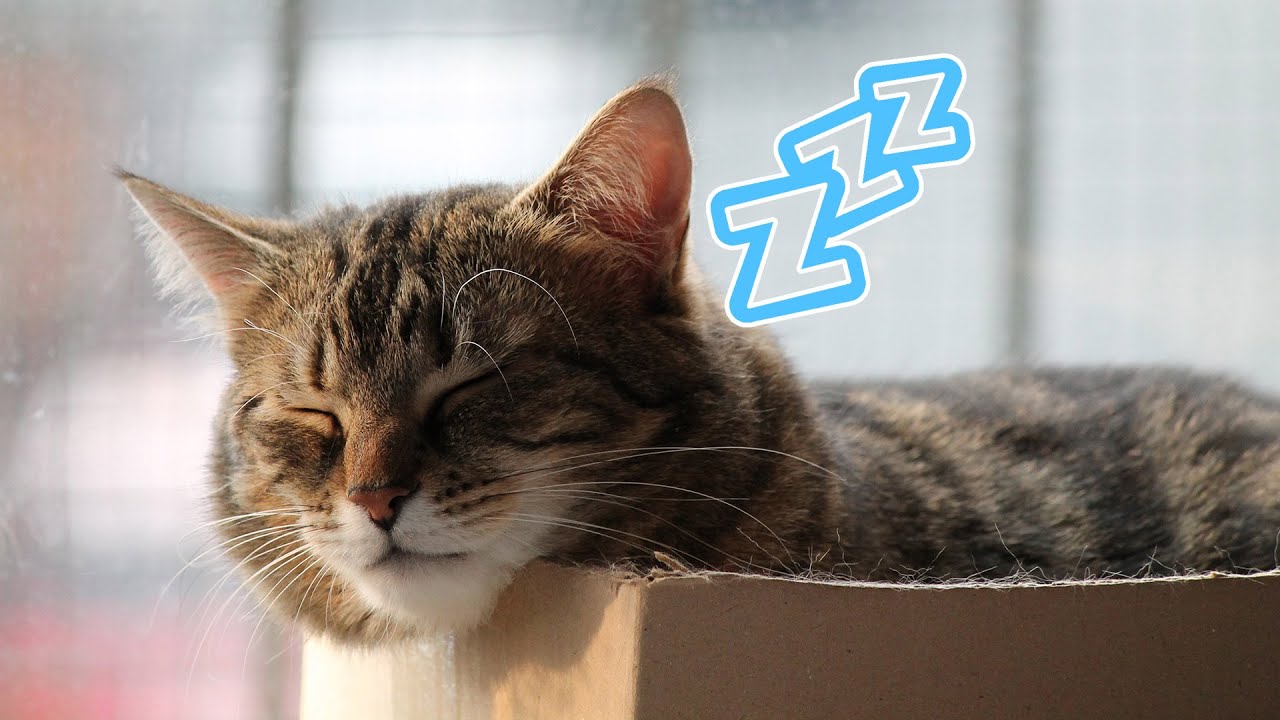 ПЕСНИ, КОТОРЫЕ УСПОКАИВАЮТ И РАССЛАБЛЯЮТ ВАШИХ КОШЕК 🐱 БЕЗ РЕКЛАМЫ, И ЭТО РАБОТАЕТ
