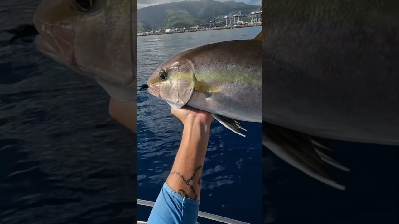 Seriole en speed jigging