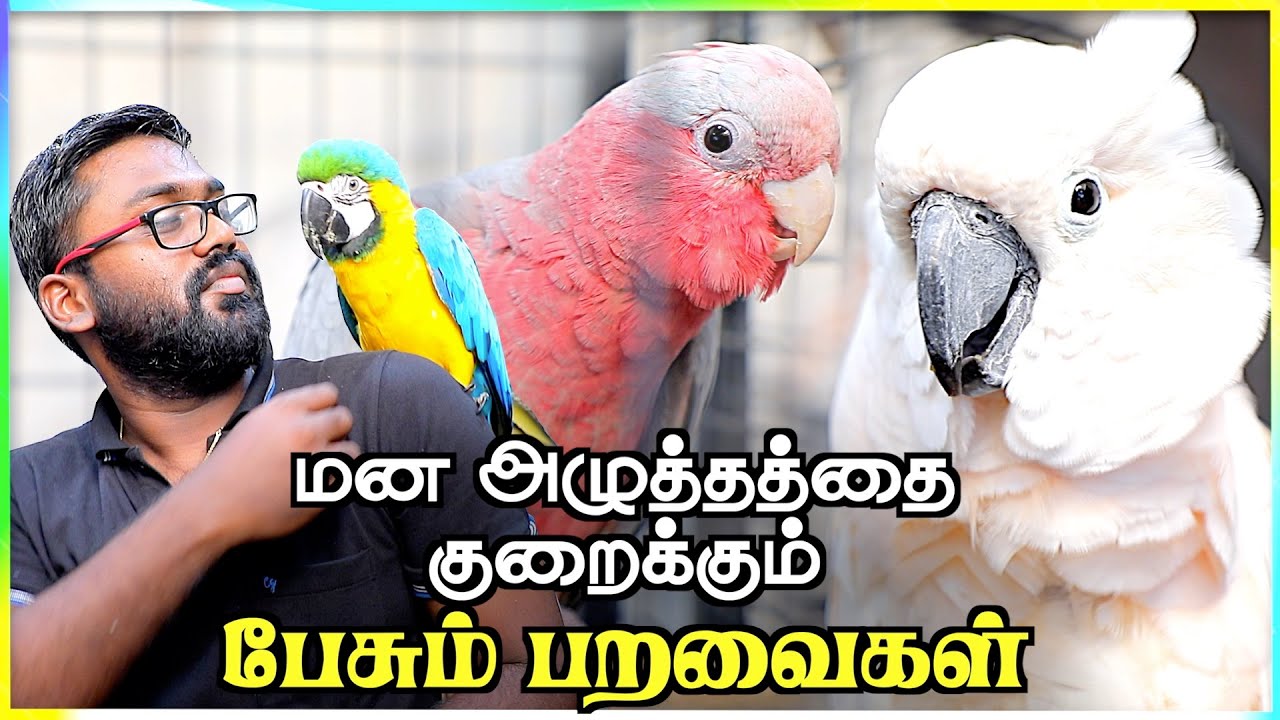 EXOTIC BIRDS SHOP IN CHENNAI | DIET TIPS FOR TAMED BIRDS | #exoticbirdsforsale | Aadhan Tamil