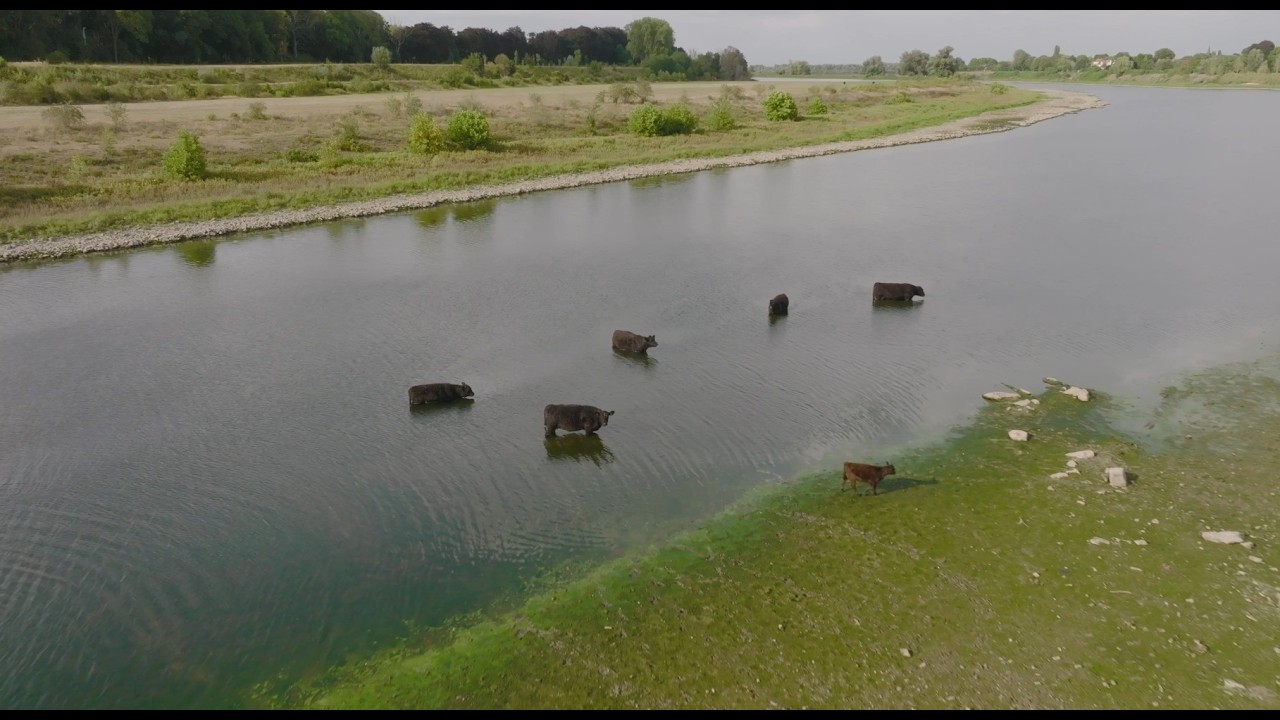 Begrazing zonder grenzen in het RivierPark Maasvallei
