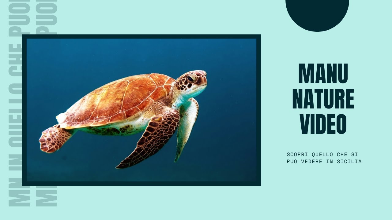 Sicilia è... Caretta caretta, la tartaruga comune