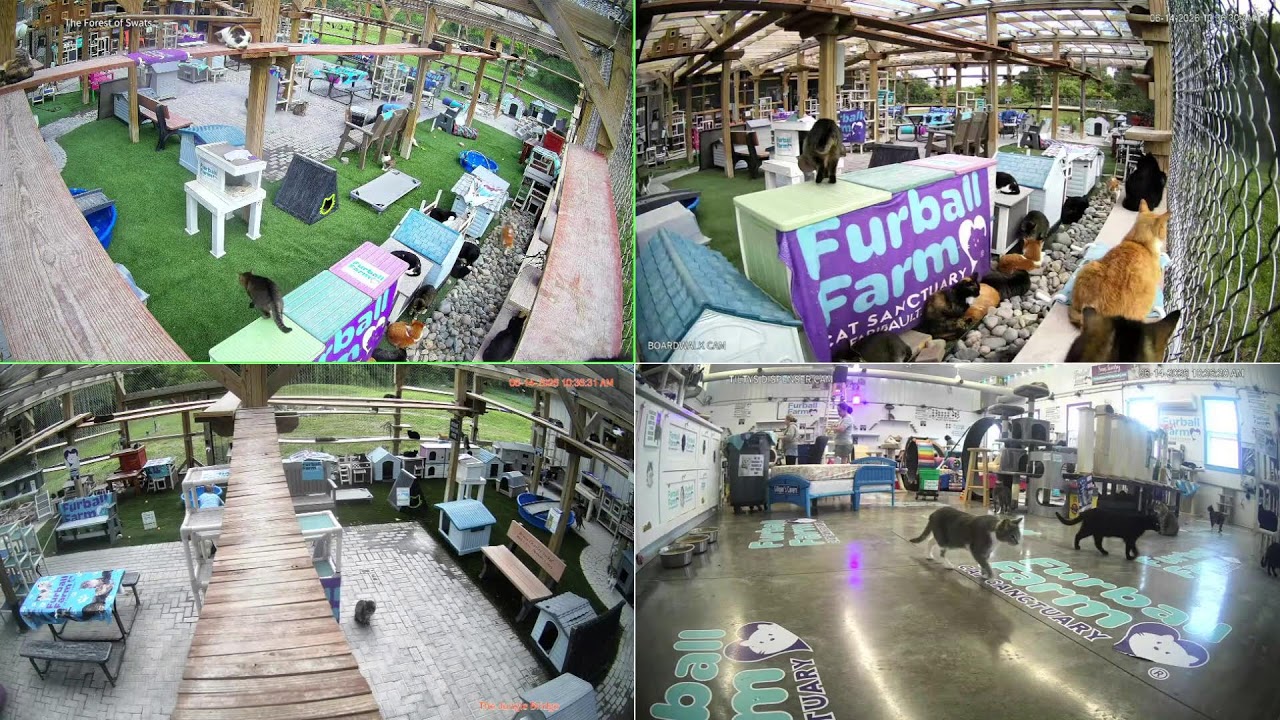 Live! At Furball Farm Cat Sanctuary! (24/7)