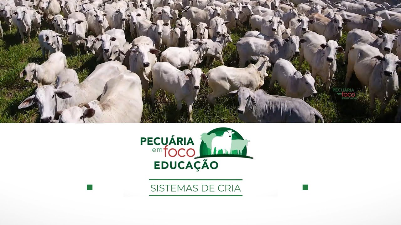 15 - SISTEMAS DE CRIA - PECUÁRIA EM FOCO EDUCAÇÃO