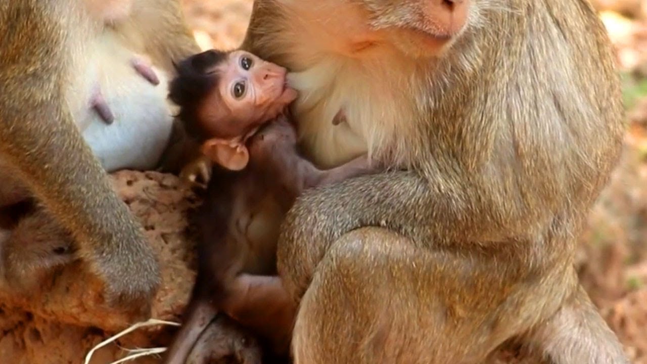 Cutest newborn baby monkey Bavin trying to hug mom for get milk
