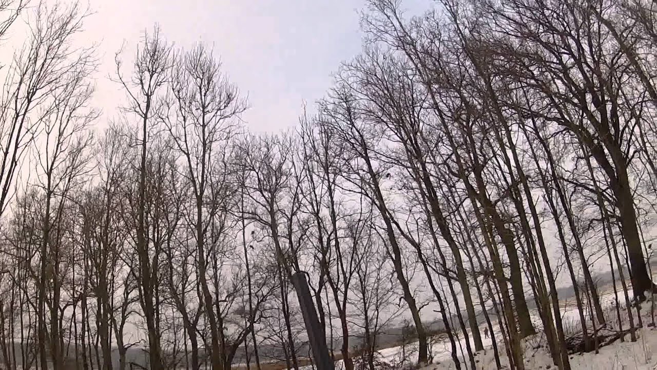 Fasanjagt i Danmark / Pheasant shooting in Denmark