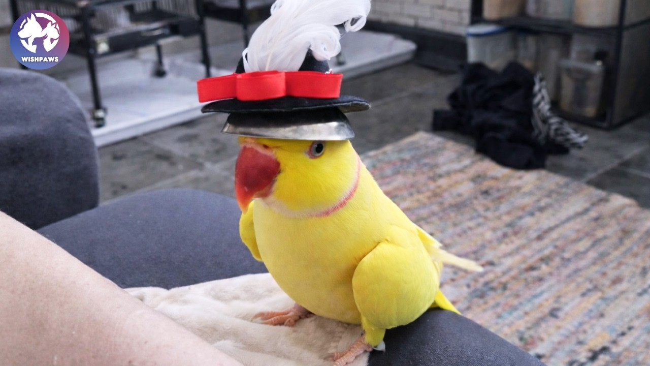 Rescued Parrot Says ‘Good Girl’ All Day But He’s Actually a Boy