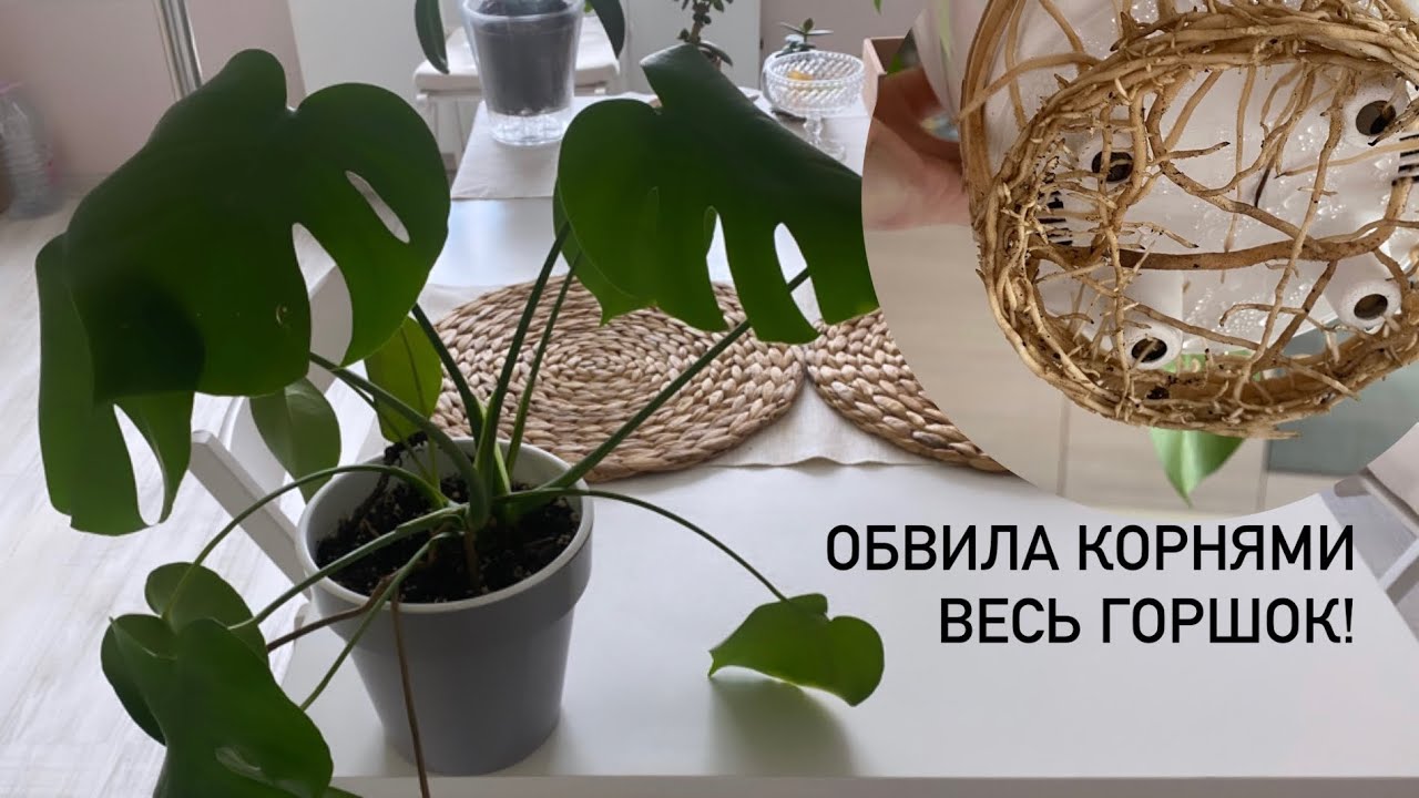 Пересадка молодой монстеры, укоренение воздушных корней. Ее корни вылезли из горшка!