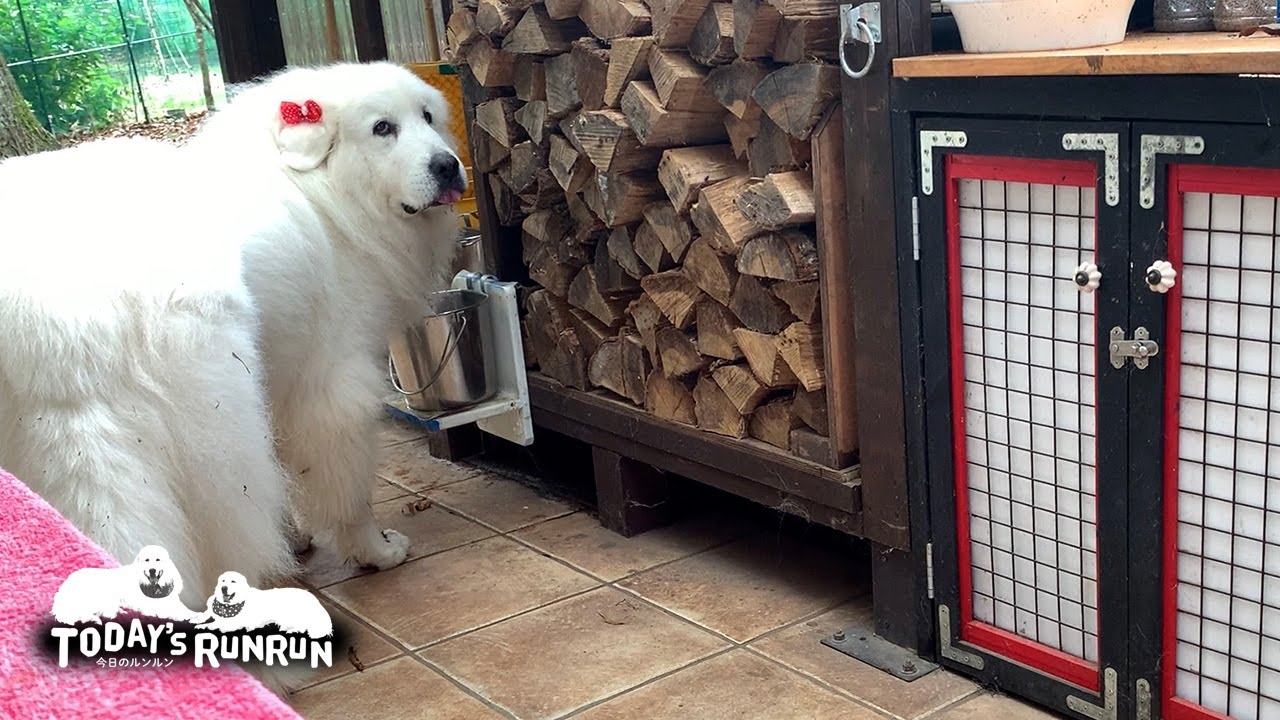 いつでも言う事聞くと思わないで！時々ワガママになるルンルンです　Great Pyrenees　グレートピレニーズ